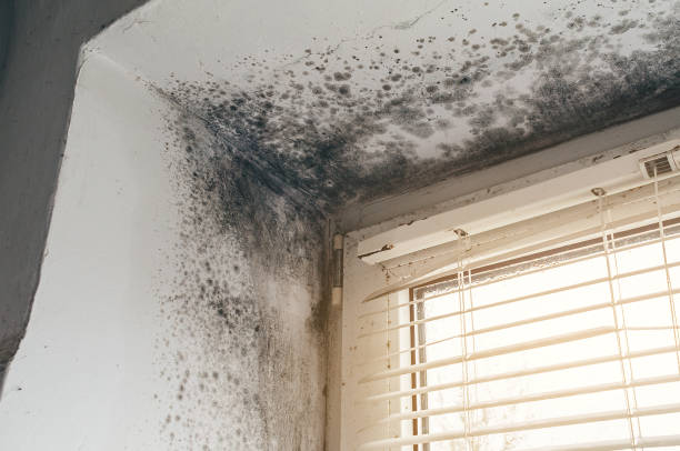 Affordable Mold Cleanup solutions in Union Pier, MI
